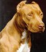 americky_pitbulterier2.jpg